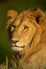 Close-up of male lion resting in grass