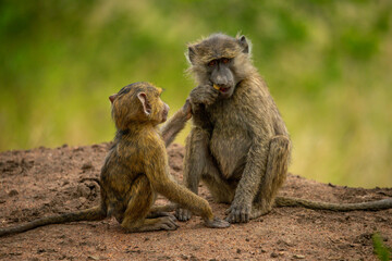 Close-up of olive baboon sitting with baby