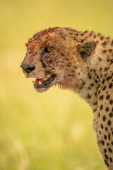 Close-up of sitting cheetah covered in blood