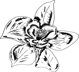 black and white orchid