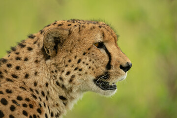 Naklejka na ściany i meble Close-up of sitting cheetah with grassy background