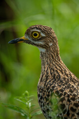 Close-up of spotted thick-knee head and neck