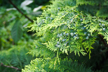 the green Western thuja is close . green background