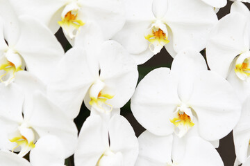 白いランの花