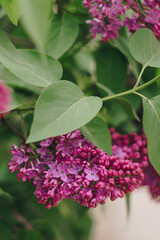 Fototapeta na wymiar lilac flowers with green leaves close up