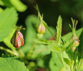 blooming pink rosehip close-up