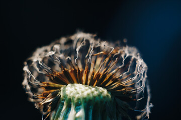 close-up of burnt dandelion fluff