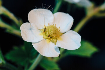 close-up of a white strawberry flower with dandelion fluff