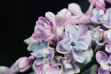 close-up of lilac flowers on a black background