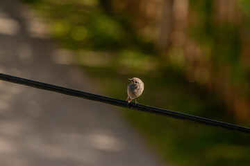 Black redstart bird resting on electric cable