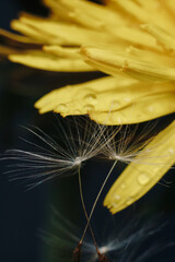 close up of a yellow dandelion flower with white fluff and dew drops