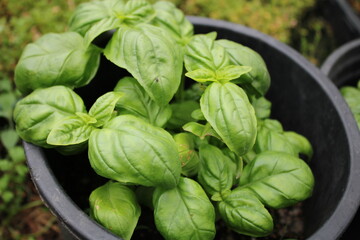 Basilikum 