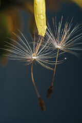 close up of a yellow dandelion flower with white fluff and dew drops