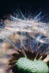 macro photo of white dandelion fluffs