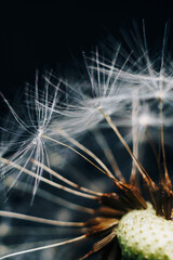 macro photo of white dandelion fluffs
