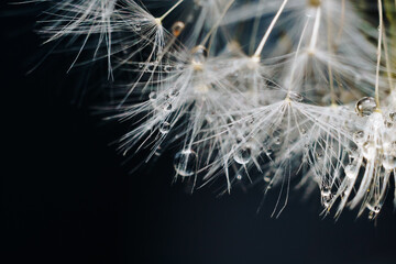 close-up of white dandelion fluff with water drops