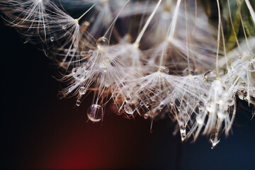close-up of white dandelion fluff with water drops