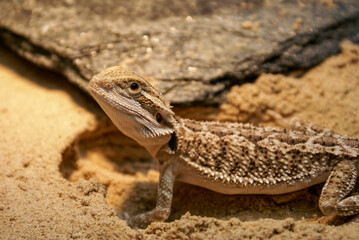 young bearded dragon lizard next to a stone