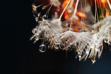 close-up of white dandelion fluff with water drops