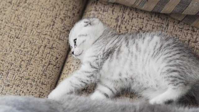 Scottish Fold kitten lying on the couch
