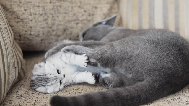 Scottish Fold kitten plays with a gray cat