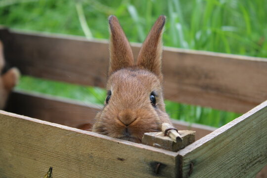 Baby Kaninchen 