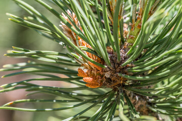 Nahaufnahme eines frischen Triebs eine Kiefer, Deutschland
