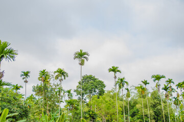 betelnut trees in Assam, India. betelnut farming in village of North East Assam India, Supari Tree
