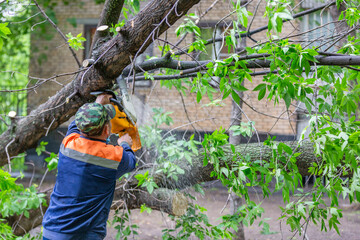 Worker in uniform with a chainsaw sawing a tree that fell during a hurricane