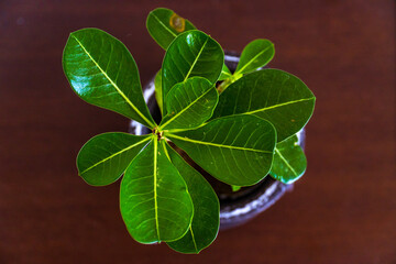 Top angle shot of a green-leaved pot plant.