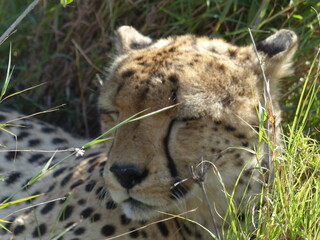 Gepard
