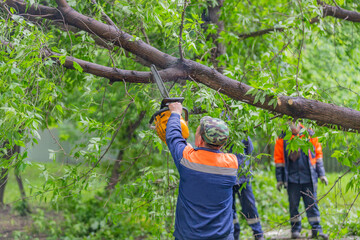 Worker in uniform with a chainsaw sawing a tree that fell during a hurricane