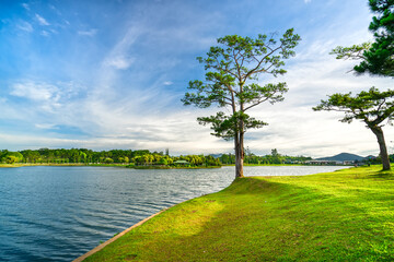 The scenery of the lake with green grass in the sunshine and lonely old pine trees is peaceful for relaxation and walking