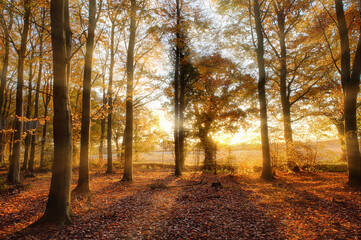 Autumn forest with golden sunlight in Norfolk