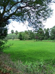 green grass and trees