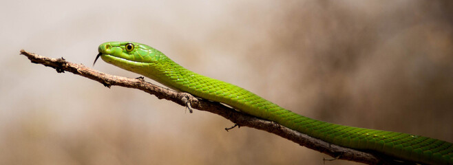 Naklejka premium Schlange