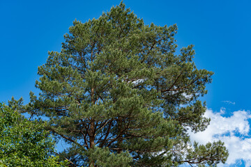 Huge ordinary pine against blue sky. Branches with green needles on Silvestris pine. Evergreen landscaped garden. Sunny day. Spring. Nature concept for design.