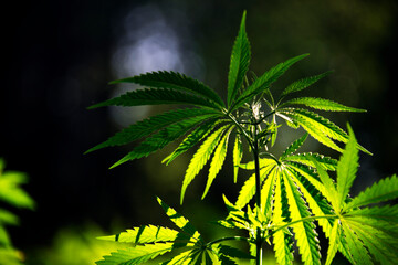 Backlight.Light bokeh, openwork leaf of hemp bush.The backlit, evening light hemp leaves.A green, large sheet of cannabis.
