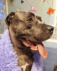 Beautiful grey dog mastiff under a lilac blanket in the blue room