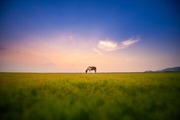 Horses grazing on pasture at sunset.