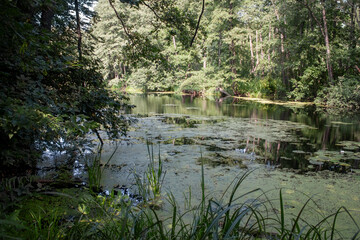 View of the forest lake on a summer day. Lake among the green forest in summer. The surface of a waterlogged reservoir in the shade of trees.