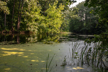View of the forest lake on a summer day. Lake among the green forest in summer. The surface of a waterlogged reservoir in the shade of trees.