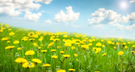 Obraz premium Summer green meadow with dandelions