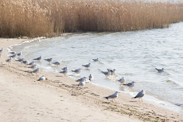 flock of seagulls seating near river