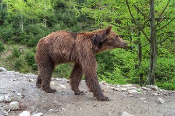 Wild brown bear (ursus arctos) in the forest of Carpathian Mountains (Ukraine). Synevyr National...