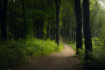 Fototapeta premium Picturesque trail inside green summer forest