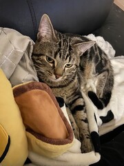 cat on the floor
