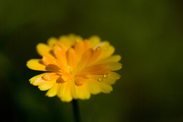  flor calendula