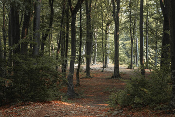 Obraz premium Dark moody forest during summer