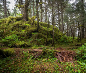 Mound of Moss